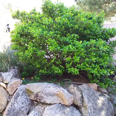 Jolie Location Apartment Porto-Vecchio (Corsica)