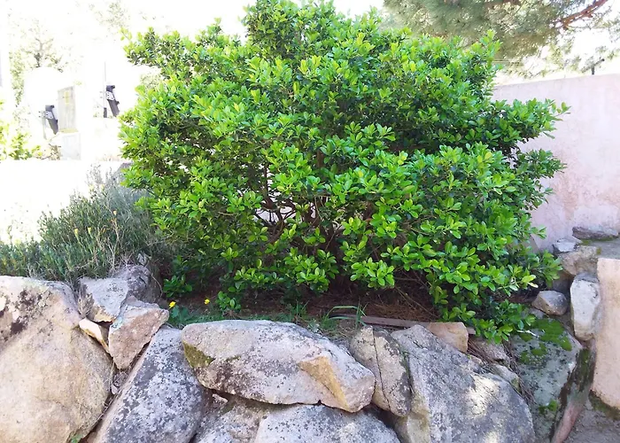 Jolie Location Lägenhet Porto-Vecchio (Corsica)